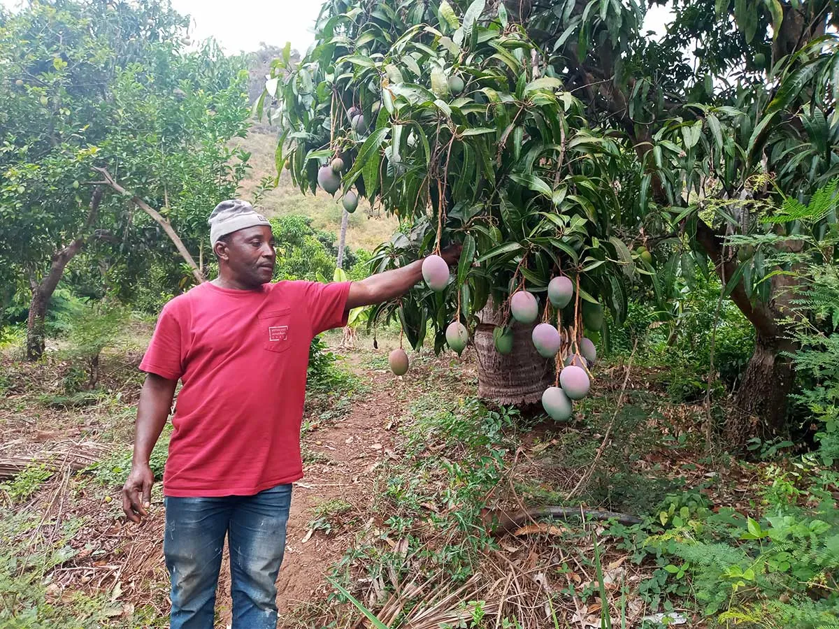 Image of a man checking the fruit on a tree