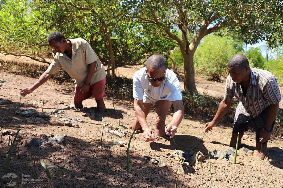 Image of men tending to cultivated seedlings